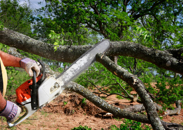 How Our Tree Care Process Works  in  Reed Creek, GA